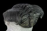 Large, Drotops Trilobite With Good Eyes - Mrakib, Morocco #171551-3